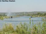 Royal Livingstone 12