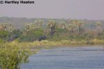 Royal Livingstone 59