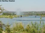 Royal Livingstone 10